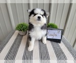 Small Photo #14 Pomsky Puppy For Sale in BELLEVUE, IA, USA