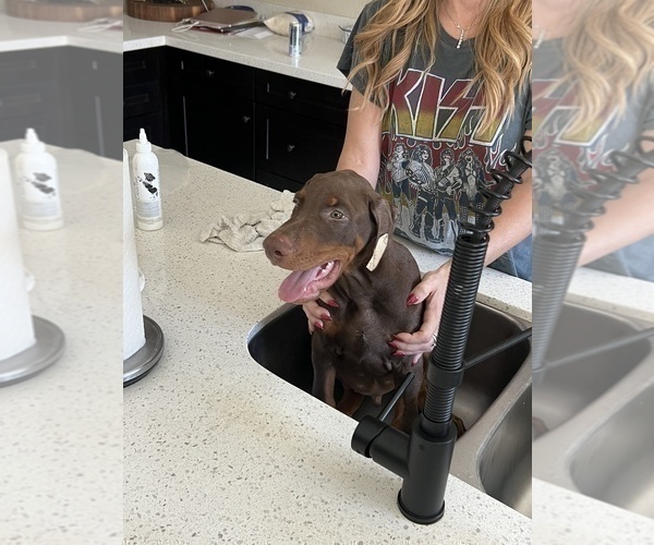 Medium Photo #11 Doberman Pinscher Puppy For Sale in PHOENIX, AZ, USA