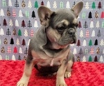 Small Photo #3 French Bulldog Puppy For Sale in BLAKESBURG, IA, USA