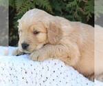 Small Photo #2 Goldendoodle Puppy For Sale in NEW ENTERPRISE, PA, USA