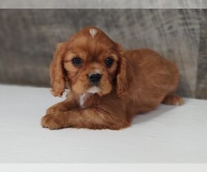 Cavalier King Charles Spaniel Puppy for Sale in CLARK, Missouri USA