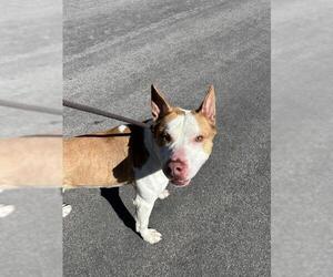 American Pit Bull Terrier-Unknown Mix Dogs for adoption in West Valley, UT, USA