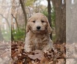 Puppy 2 Goldendoodle-Poodle (Toy) Mix