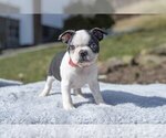 Small Photo #8 Boston Terrier Puppy For Sale in MILLERSBURG, OH, USA