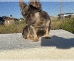 Small #1 French Bulldog