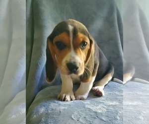 Beagle Puppy for sale in GOSHEN, IN, USA