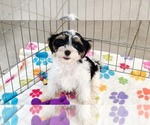 Bruno - Male Havashire Puppy for Sale - Photo #8