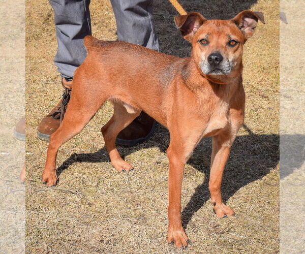 Medium Photo #2 German Pinscher-Jack Russell Terrier Mix Puppy For Sale in Huntley, IL, USA