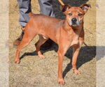 Small #1 German Pinscher-Jack Russell Terrier Mix