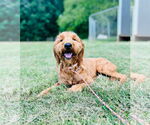 Small #1 Goldendoodle