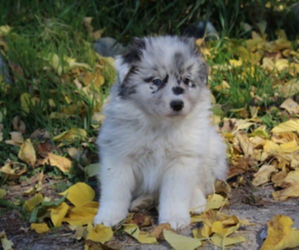 Medium Photo #7 Australian Shepherd Puppy For Sale in ACTON, CA, USA