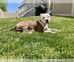 Small #6 American Pit Bull Terrier