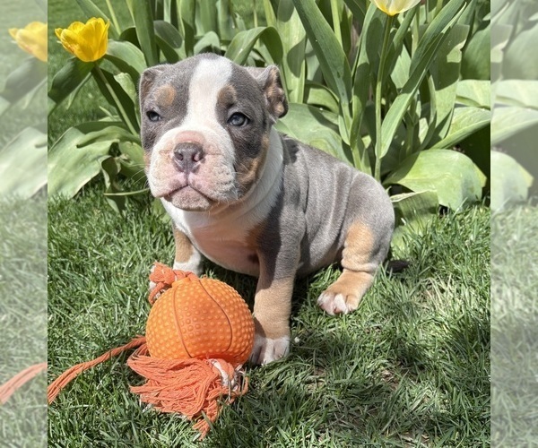 Medium Photo #2 American Bulldog Puppy For Sale in MIDDLEBURY, IN, USA