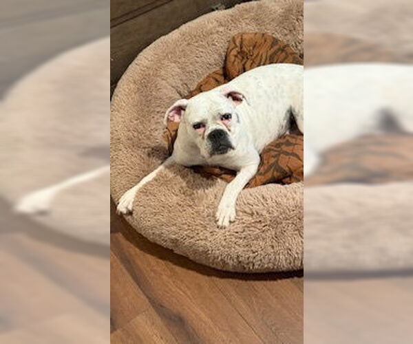Medium Photo #2 Boxer Puppy For Sale in Austin, TX, USA