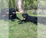 Small #13 Labrador Retriever