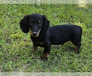 Dachshund Puppy for sale in CLARK, MO, USA