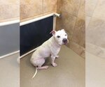 Small #27 American Pit Bull Terrier Mix