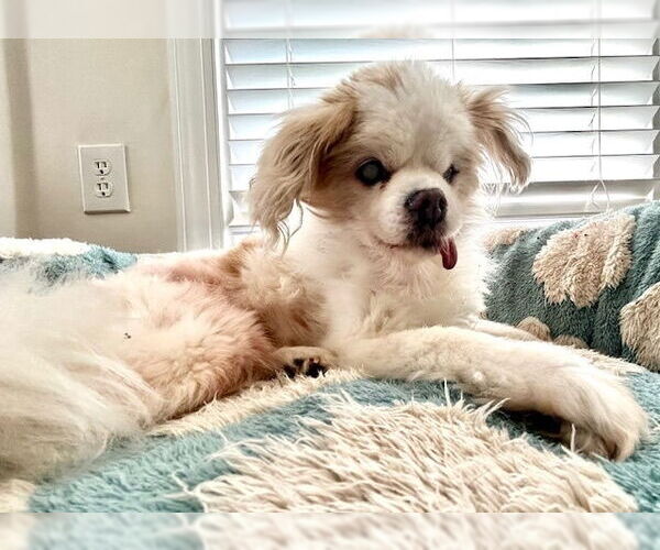 Medium Photo #3 Pekingese-Unknown Mix Puppy For Sale in Raleigh, NC, USA