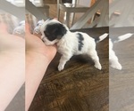 Small Photo #14 Mal-Shi Puppy For Sale in ROGERS, MN, USA