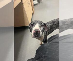 Mutt Dogs for adoption in Corpus Christi, TX, USA