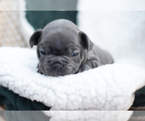 French Bulldog Puppy for sale in STURGIS, MI, USA