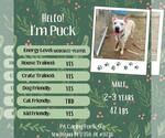Small #7 American Staffordshire Terrier Mix