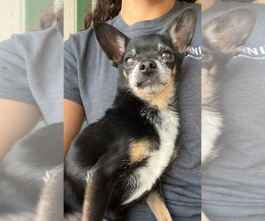 Chihuahua Dogs for adoption in Chandler, AZ, USA