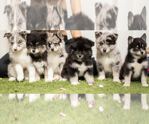 Pomsky Puppy for sale in PINON HILLS, CA, USA