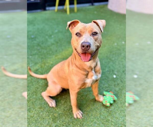 Medium Photo #2 Labrador Retriever-Unknown Mix Puppy For Sale in San Francisco, CA, USA