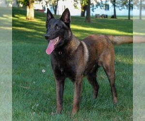 Father of the Belgian Malinois puppies born on 08/08/2026