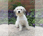 Small #6 Mutt