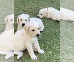 Small Photo #4 Labrador Retriever Puppy For Sale in MESA, AZ, USA