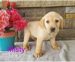 Small Photo #2 Labrador Retriever Puppy For Sale in CATO, NY, USA