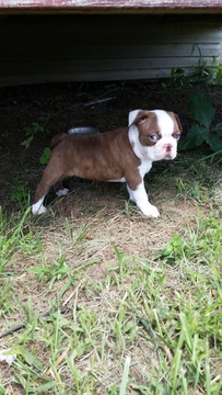 Medium Photo #1 Boston Terrier Puppy For Sale in HUMANSVILLE, MO, USA
