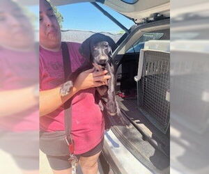 Labrador Retriever-Unknown Mix Dogs for adoption in Stockton, CA, USA