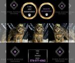 Small Photo #10 Poodle (Toy) Puppy For Sale in WARSAW, IN, USA