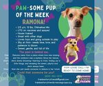 Small #6 Chihuahua Mix