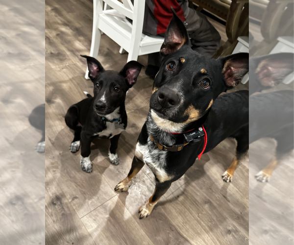 Medium Photo #5 Mutt Puppy For Sale in Holly Springs, NC, USA