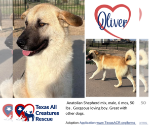 Anatolian Shepherd-Unknown Mix Dogs for adoption in Lillian, TX, USA