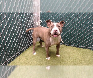 Mutt Dogs for adoption in Downey, CA, USA