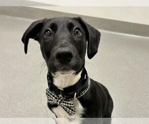 Medium Plott Hound