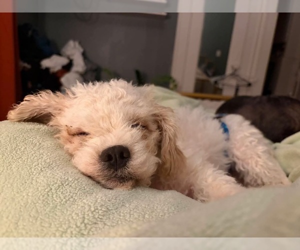 Medium Photo #3 Poodle (Miniature)-Unknown Mix Puppy For Sale in Grafton, WI, USA