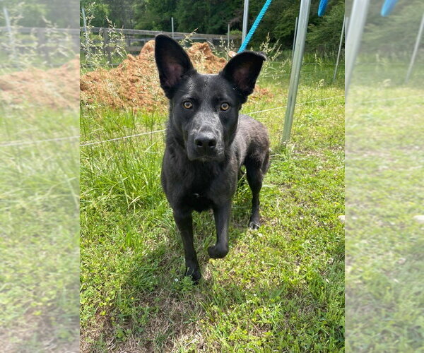 Medium Photo #13 German Shepherd Dog-Unknown Mix Puppy For Sale in Brewster, NY, USA