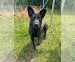 Small #12 German Shepherd Dog Mix