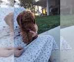 Small #3 Goldendoodle (Miniature)
