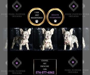French Bulldog Puppy for sale in WARSAW, IN, USA