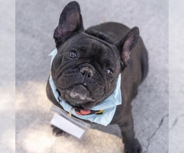 Medium Photo #5 French Bulldog Puppy For Sale in San Diego, CA, USA