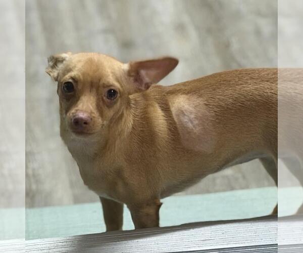 Medium Photo #2 Chihuahua-Unknown Mix Puppy For Sale in Yardley, PA, USA