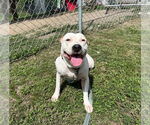 Small #1 American Pit Bull Terrier Mix