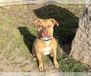 Catahoula Leopard Dog-Unknown Mix Dogs for adoption in Waco, TX, USA